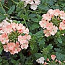 35 Verbena Coral With Eye Flower Seeds Deer Resisant Fresh USA Fast Shipping - £15.95 GBP