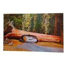 Postcard Sequoia National Park Crescent Meadow Tunnel Log California Chrome - £5.45 GBP