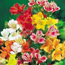 25 Alstroemeria Dr. Salters Seeds Mix Flower Peruvian Lily Perennial - £14.32 GBP