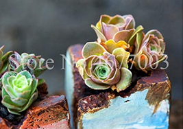 100 Seeds Mountain Rose Bonsai Green Rose Seeds Succulent Potted Flower ... - $10.87