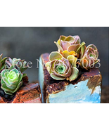 100 Seeds Mountain Rose Bonsai Green Rose Seeds Succulent Potted Flower ... - €9,33 EUR
