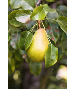 Sale 25 Seeds European Pear Tree Pyrus Communis Fruit  USA - $9.90