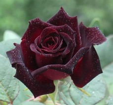 200 Seeds Black Baccara Rose Seeds  - $30.00