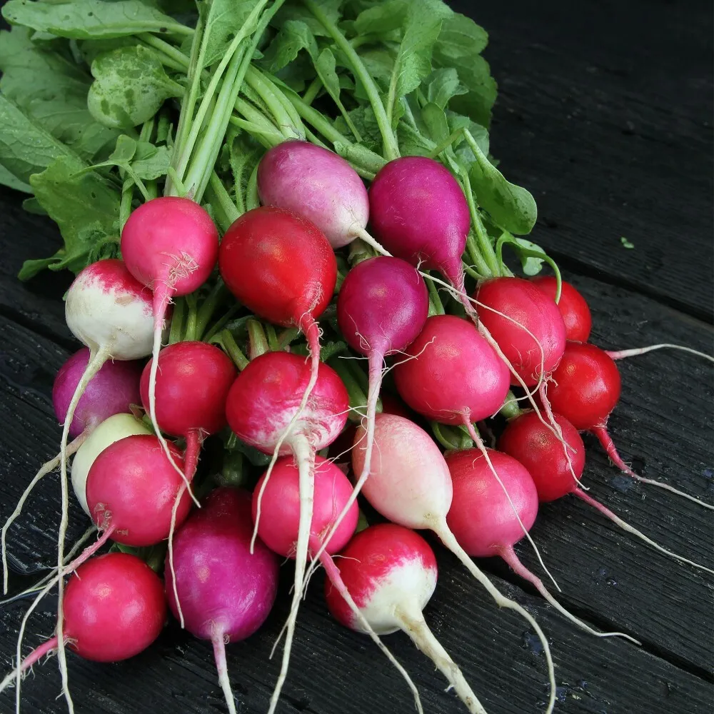 4 Grams Seeds Radish Egg Easters Blend Is A Mix Of Multicolors Very Easy... - $17.90
