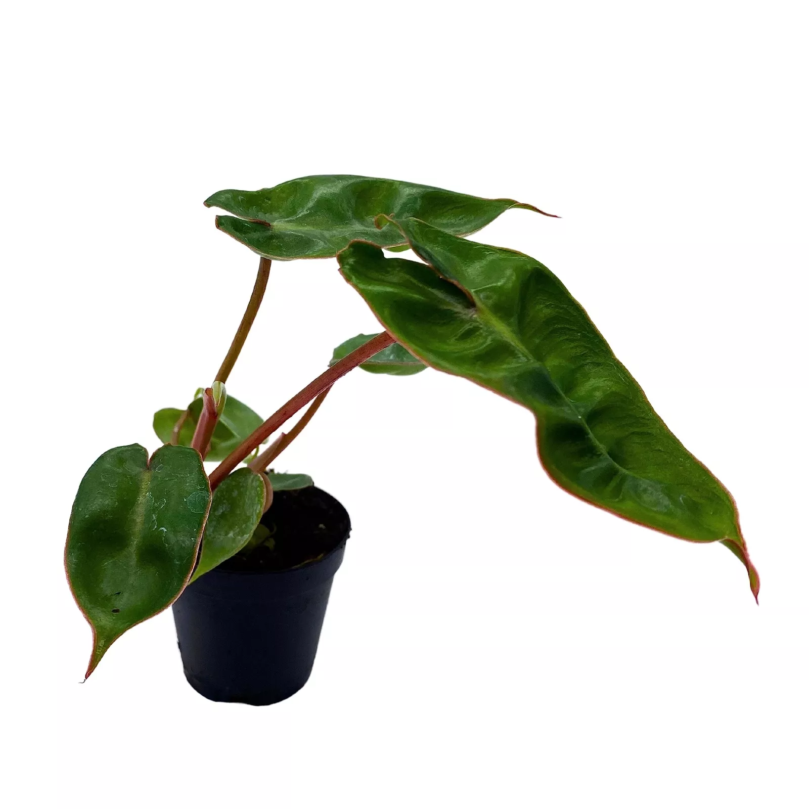 Philodendron Billietae Billie Philo Philidor 2 in Pot - $36.10