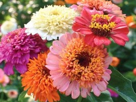 SCABIOSA -Majestic mix 100 Seeds + BUY 2 GET 1 FREE - £5.46 GBP