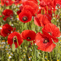 Poppy Shirley Red Blooms Corn 575 Seeds Usa  - $7.99