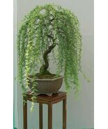 Weeping Willow Bonsai Tree- Thick Trunk,  Live Cutting, Indoor/Outdoor - $29.99