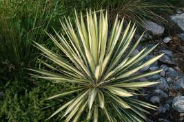 1 Live Potted Plant - sun yucca COLOR GUARD filamentosa Adam&#39;s Needle 2.5&quot; pot - £37.12 GBP