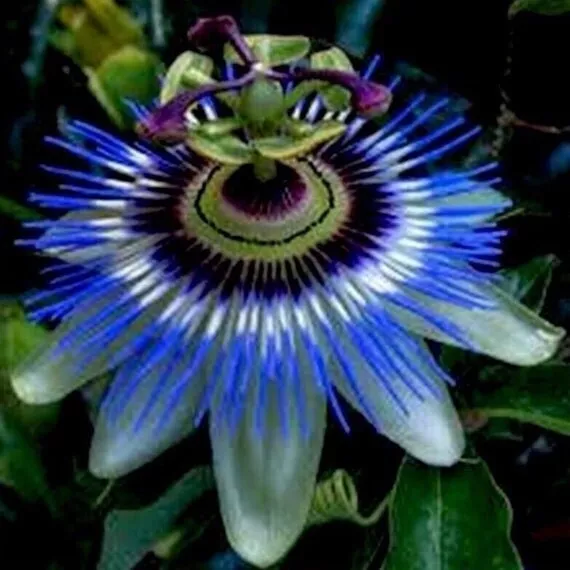 HARDY BLUE CROWN~ Passiflora caerulea Passion Flower~SMALL ROOTED STARTE... - $27.67