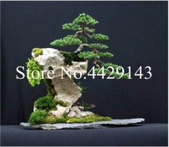 US Seller 100 Pcs Dawn Redwood Bonsai Tree Grove Metasequoia Glyptostroboides In - £10.27 GBP