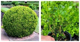 1 QT Japanese Boxwood Buxus Live Plant Evergreen Garden - £39.45 GBP