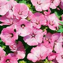 GIB Rose Mallow Lavetera Tanagra 100 Seeds - £7.19 GBP