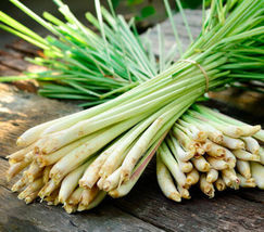 6 Stalks Lemongrass Plugs Cymbopogon Herb Sereh Plant EZ to Grow Lemon Grass - £20.71 GBP