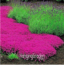 100  pcs/Lot Creeping Thyme Bonsai - Perfect for Flower Border, Rock Gardens, wa - £6.67 GBP