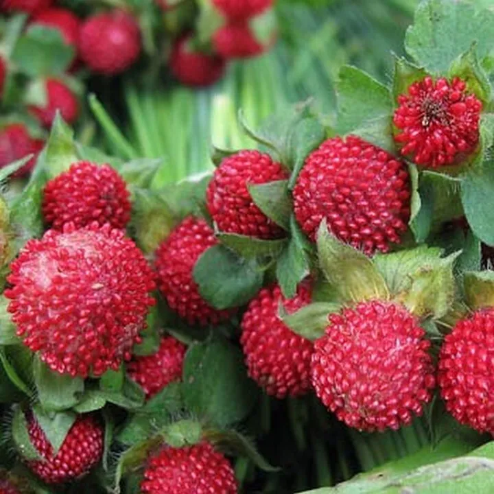 100 Seeds Indian Strawberry - £7.84 GBP