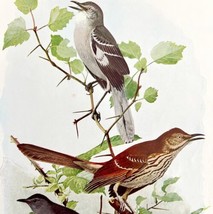 Mockingbird Catbird Thrasher Birds Print Fuertes 1917 Color Plate Art DWX7C - £23.59 GBP