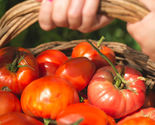 50 Seeds Pilcer Vesy Tomato Vegetable Garden - £7.75 GBP