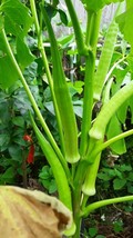 THJAR 100 Emerald okra seeds Non pesticides - $4.99