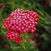 50 Seeds Yarrow Rubra Red Boost Your Garden&#39;s Productivity With Superior Seeds - $9.49