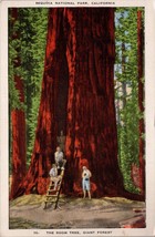 The Room Tree Giant Forest Sequoia National Park California Postcard PC386 - £3.92 GBP