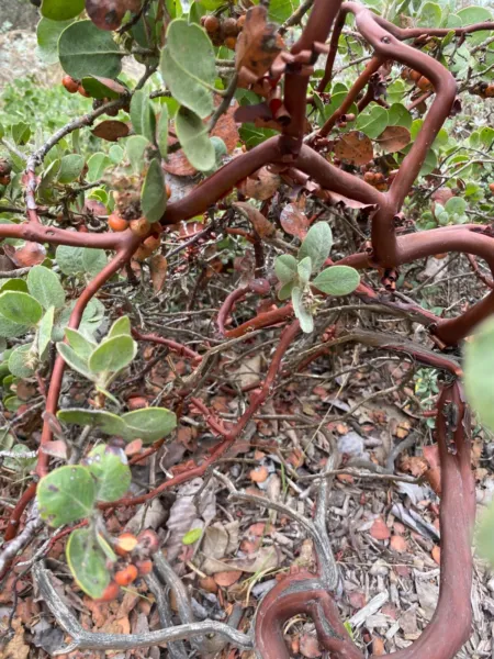 Arctostaphylos Edmundsii Little Sur Manzanita 10 Seeds Fresh Garden - £20.44 GBP