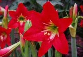Hippeastrum Bulbs Bonsai Amaryllis Barbados Lily DIY Home Garden Lily Potted Bon - £3.98 GBP