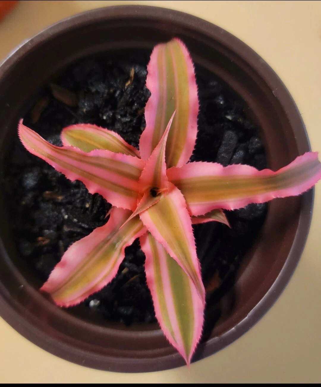 Earth Star Bromeliad or Cryptanthus Bivittatus Pink Starlite Live Plant - $30.93