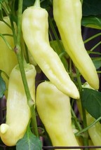 FA Store Pepper Organic Sweet Hungarian Yellow Wax 25 Seeds Heirloom Non Gmo - £6.28 GBP
