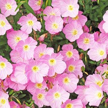 1000 Showy Pink Evening Primrose Pink Ladies Mexican Evening Oenothera Speciosa  - £11.50 GBP