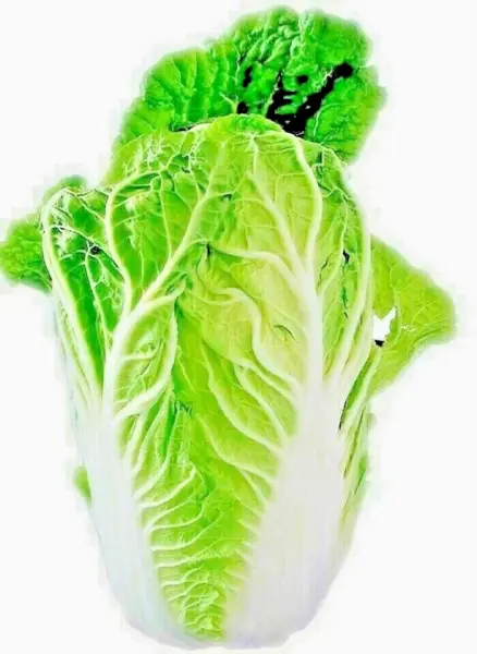 500+ Chinese Cabbage Seeds Spring Microgreens Vegetable Salads Heirloom Garden - $5.98