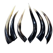 Kudu Horn Large,  16&quot; around curls, great kudu horn, 1 Real Kudu Horn fo... - €33,37 EUR