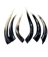 Kudu Horn Large,  16&quot; around curls, great kudu horn, 1 Real Kudu Horn fo... - $52.80 CAD