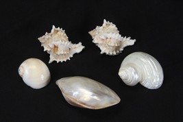 Sea Shells Lot of 5 from 45mm to 88mm  - £9.94 GBP