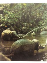 1969 Disneyland Rivers of Adventure Elephants bathing Magic Kingdom postcard - £6.80 GBP