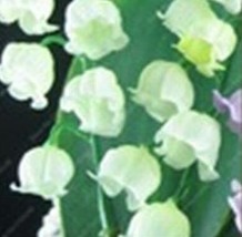 100 pcs/Bag Exotic Lily Valley Flower Perennial Balcony Bonsai Potted Climbing B - £3.89 GBP