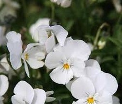 50 Pcs White Perfection Viola Flower Seeds #MNSS - £11.98 GBP