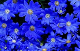 Thjar New! 30+ Felicia, Blues Blue Daisy Flower Seeds / Long Lasting Annual - £5.61 GBP