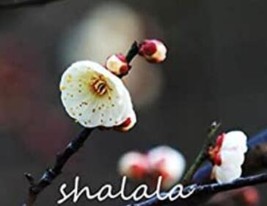 5 Seeds Fragrant Winter Bonsai Flower Yellow Red Pink Beautiful - $7.40 CAD