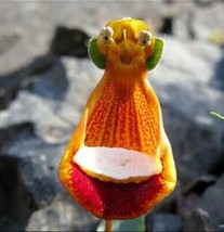 100PCS Lovely Funny Flower Calceolaria Herbeohybrida Indoor &amp; Outdoor Se... - $4.68