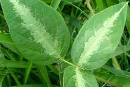 50  Silverleaf desmodium , Desmodium uncinatum Telegraph plant ,Dancing ... - $6.00