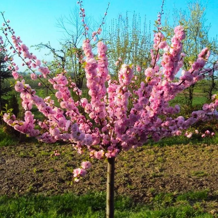 2 Pink Flowering Almond Trees/Shrubs 6-12&quot; Tall Live Plants Prunus triloba - £58.33 GBP