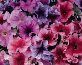 G_S Bulk Hybrid Petunia Daddy Mix - £9.59 GBP