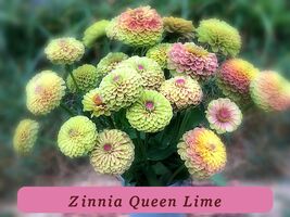 7519 zinnia queen lime pop thumb200
