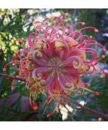 VC 20 Passion Bee Flower Garden Flower Seeds For Spring Summer Fast Ship... - $10.33