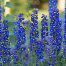 Delphinium Light Bright Blue Colors - 120 Seeds - $8.65