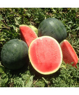 50+ Belmont Watermelon Seeds - $10.96