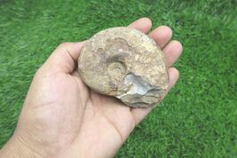3 Inch Manticoceras Goniatite Fossil Devonian Era Morocco Natural Specimen - $14.85