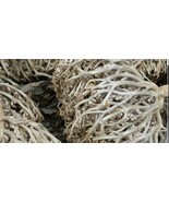 Kaf maryam Flowers of Maryam kaf maryam Anastatica hierochuntica 250 g (... - $37.03 CAD