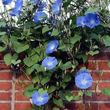 GIB Ipomoea tricolor | Grannyvine | Morning Glory &#39;Heavenly Blue&#39; | 20 Seeds - £11.47 GBP